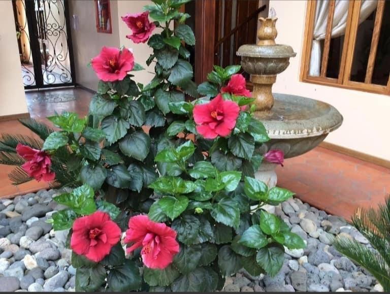 Casa Hibiscus Boutique Hotel Cuenca Eksteriør billede
